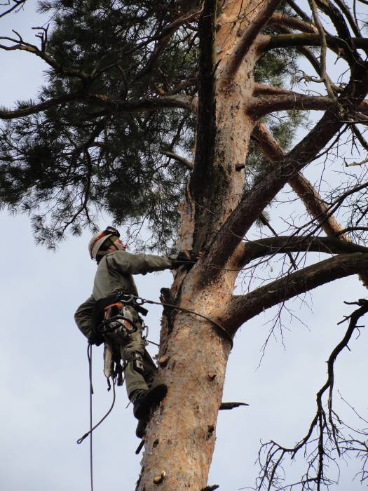 Удалить дерево в Егорьевске