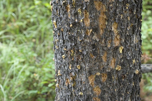 Защита деревьев от жука-короеда