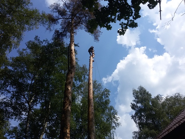 Удалить дерево в Щелковском районе