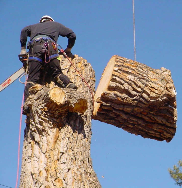 Удалить дерево в Солнечногорске
