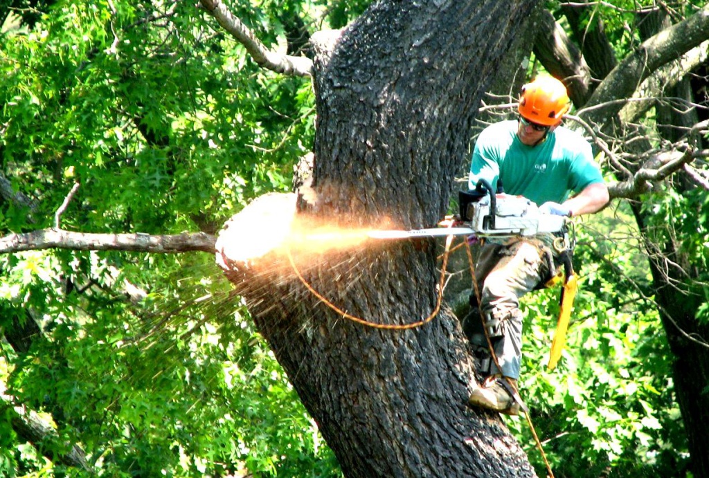 Спилить дерево на своем участке, разрешение на рубку деревьев на  собственном участке